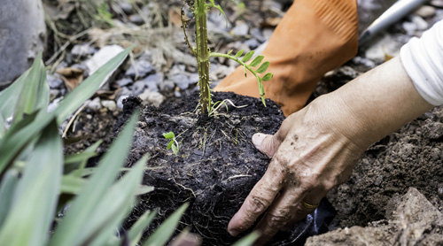 Hands planting a tree